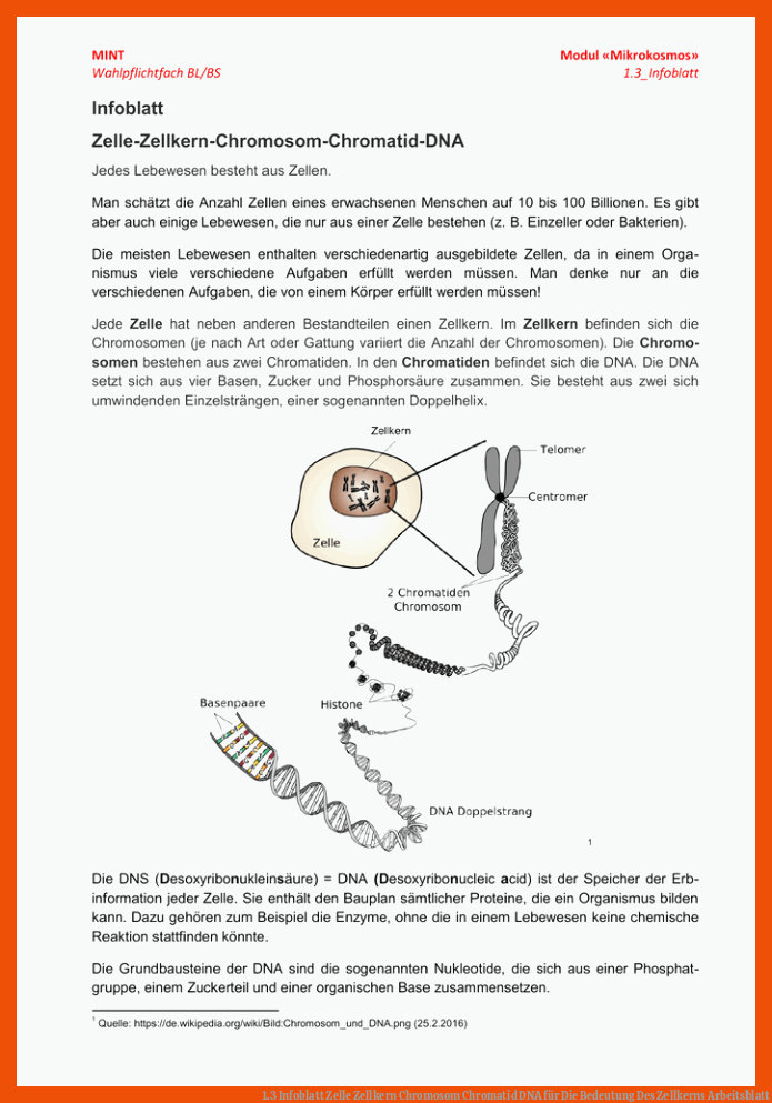 1.3 Infoblatt Zelle Zellkern Chromosom Chromatid DNA für die bedeutung des zellkerns arbeitsblatt