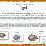 1.bp.blogspot.com -_qplv7wqwdo Wchrzjajp6i Aaaaaaaadj0 ... Fuer Arbeitsblätter Igel