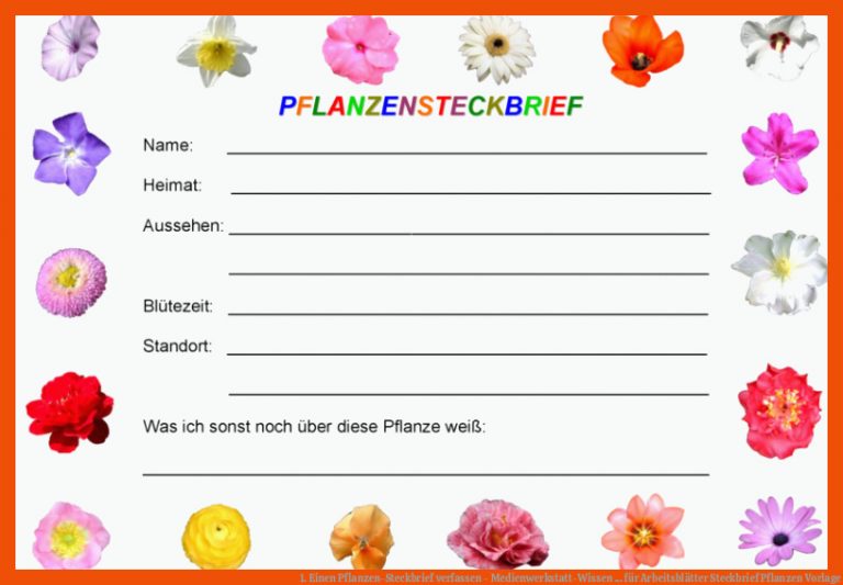 1. Einen Pflanzen-Steckbrief verfassen - Medienwerkstatt-Wissen ... für arbeitsblätter steckbrief pflanzen vorlage