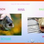 1. Fische Im Weiher 2. Bettina Und Laure Ppt Herunterladen Fuer Friedfisch Und Raubfisch Arbeitsblatt
