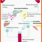 11. Hormonsystem - PflegepÃ¤dagogik - Georg Thieme Verlag Fuer Regulation Des Blutzuckerspiegels Arbeitsblatt