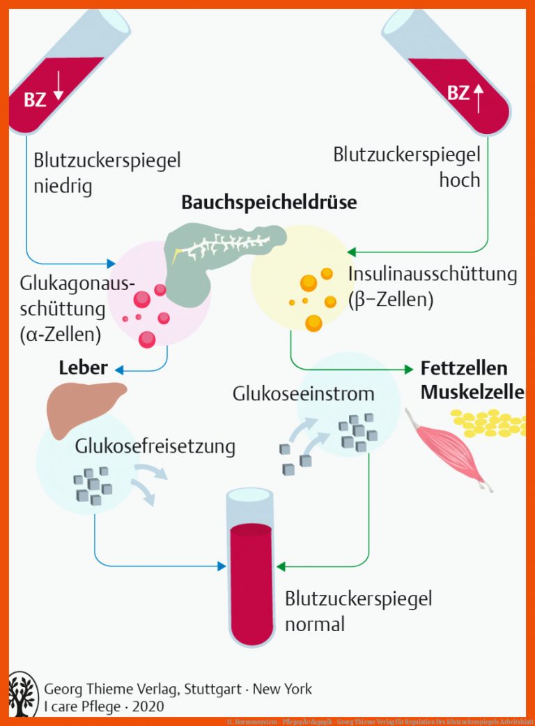 11. Hormonsystem - PflegepÃ¤dagogik - Georg Thieme Verlag für regulation des blutzuckerspiegels arbeitsblatt