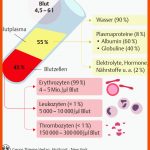 12. Blut Und Immunsystem - PflegepÃ¤dagogik - Georg Thieme Verlag Fuer Das Blut Und Seine Bestandteile Arbeitsblatt Lösungen