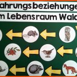 13 Sachunterricht-ideen Schulideen, Sachunterricht Grundschule ... Fuer Nahrungsbeziehungen Im Wald Arbeitsblatt