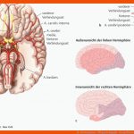 14. Nervensystem - PflegepÃ¤dagogik - Georg Thieme Verlag Fuer Arbeitsblatt Gehirn Beschriften