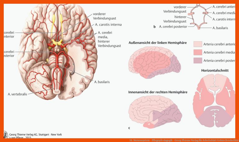 14. Nervensystem - PflegepÃ¤dagogik - Georg Thieme Verlag Fuer Arbeitsblatt Gehirn Beschriften