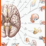 14. Nervensystem - PflegepÃ¤dagogik - Georg Thieme Verlag Fuer Das Nervensystem Des Menschen Arbeitsblatt
