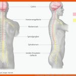 14. Nervensystem - PflegepÃ¤dagogik - Georg Thieme Verlag Fuer Das Nervensystem Des Menschen Arbeitsblatt