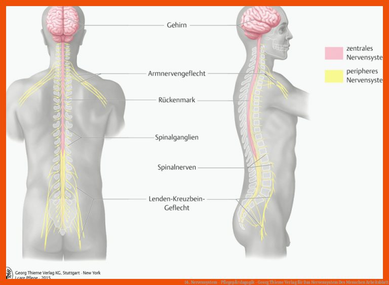 14. Nervensystem - PflegepÃ¤dagogik - Georg Thieme Verlag für das nervensystem des menschen arbeitsblatt