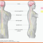 14. Nervensystem - PflegepÃ¤dagogik - Georg Thieme Verlag Fuer Hormondrüsen Des Menschen Arbeitsblatt