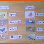 15 ZugvÃ¶gel-ideen ZugvÃ¶gel, VÃ¶gel, Vogelzug Fuer Arbeitsblatt Vogelzug