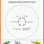 17 Grundschule - Entwicklung Frosch-ideen Frosch, Grundschule ... Fuer Vom Laich Zum Frosch Entwicklung Arbeitsblatt