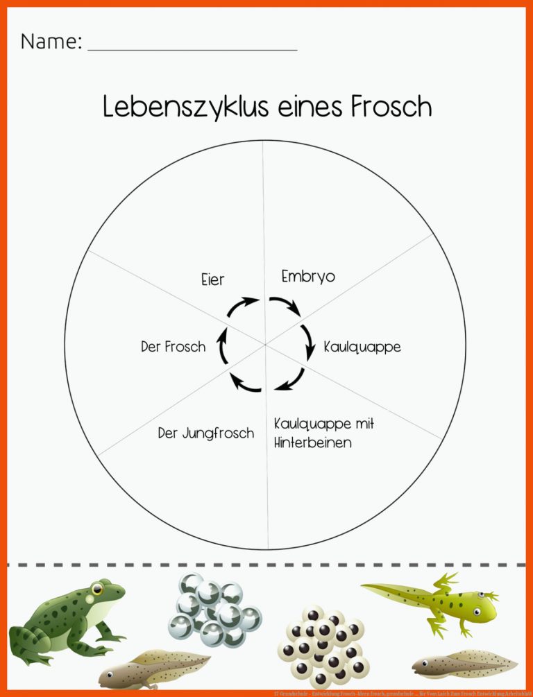 17 Grundschule - Entwicklung Frosch-Ideen | frosch, grundschule ... für vom laich zum frosch entwicklung arbeitsblatt