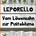 17 LÃ¶wenzahn-ideen LÃ¶wenzahn, LÃ¶wenzahn Kindergarten, LÃ¶we Fuer Vom Löwenzahn Zur Pusteblume Arbeitsblatt