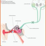 18. Sinnesorgane - PflegepÃ¤dagogik - Georg Thieme Verlag Fuer Aufbau Des Ohres Arbeitsblatt