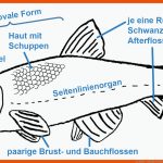 2.4 Fische - Biologie-unterricht Im Digitalen Zeitalter Fuer Arbeitsblatt Aufbau Fisch Klasse 5