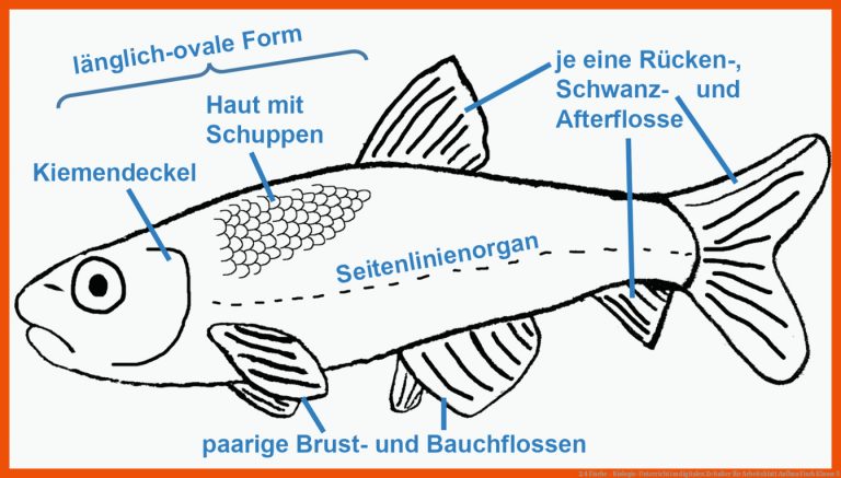 2.4 Fische - Biologie-Unterricht im digitalen Zeitalter für arbeitsblatt aufbau fisch klasse 5
