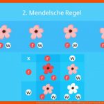 2. Mendelsche Regel (spaltungsregel) â¢ Mit Ãbungen Â· [mit Video] Fuer Mendelsche Regeln Arbeitsblatt Mit Lösungen Pdf