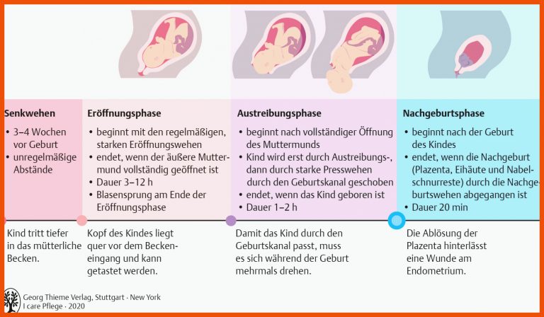 21. Schwangerschaft, Geburt Und Wochenbett - PflegepÃ¤dagogik ... Fuer Phasen Der Geburt Arbeitsblatt