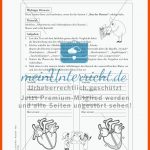 22 Stationen Zum Herz-kreislauf-system - Meinunterricht Fuer Arbeitsphasen Des Herzens Arbeitsblatt
