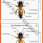 220 Sachunterricht-ideen Sachunterricht Grundschule, Grundschule ... Fuer Mundwerkzeuge Insekten Arbeitsblatt