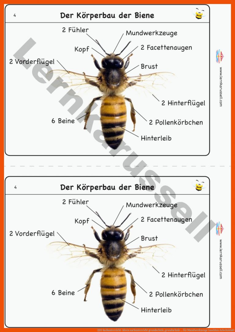 220 Sachunterricht-Ideen | sachunterricht grundschule, grundschule ... für mundwerkzeuge insekten arbeitsblatt