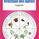 220 Skole-ideen In 2022 Schulideen, Grundschule, Unterricht Ideen Fuer Vom Kern Zum Apfel Arbeitsblatt