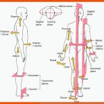 23 Flexion / Extension/ Lagebezeichnung-ideen Anatomie Und ... Fuer Lage Und Richtungsbezeichnungen Arbeitsblatt