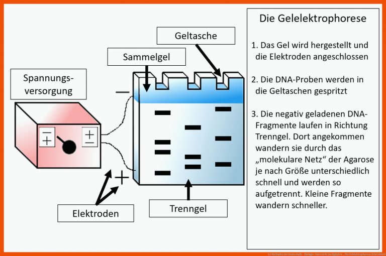3.1 Methoden der Gentechnik - Biologie-Unterricht im digitalen ... für gelelektrophorese arbeitsblatt