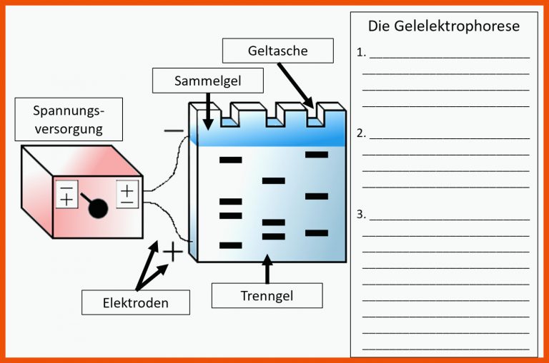 3.1 Methoden der Gentechnik - Biologie-Unterricht im digitalen ... für gelelektrophorese arbeitsblatt