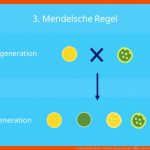 3. Mendelsche Regel (unabhÃ¤ngigkeitsregel) â¢ Einfach ErklÃ¤rt ... Fuer 3 Mendelsche Regel Arbeitsblatt