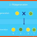 3. Mendelsche Regel (unabhÃ¤ngigkeitsregel) â¢ Einfach ErklÃ¤rt ... Fuer Dihybrider Erbgang Arbeitsblatt