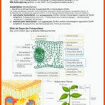 30898 - Biologie Lernzettel 13/1 Ka- Lpe 5: Stoff- Und ... Fuer sonnenblatt Schattenblatt Arbeitsblatt