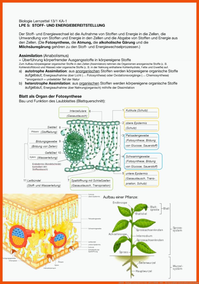 30898 - Biologie Lernzettel 13/1 KA- LPE 5: STOFF- UND ... für sonnenblatt schattenblatt arbeitsblatt
