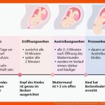 31. Schwangerschaft, Geburt Und Wochenbett - PflegepÃ¤dagogik ... Fuer Phasen Der Geburt Arbeitsblatt