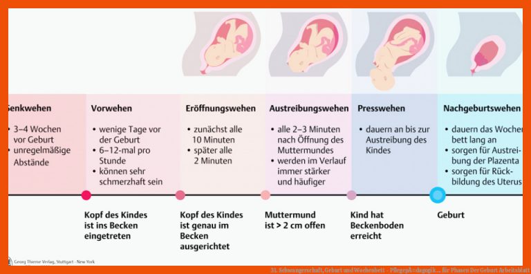 31. Schwangerschaft, Geburt Und Wochenbett - PflegepÃ¤dagogik ... Fuer Phasen Der Geburt Arbeitsblatt