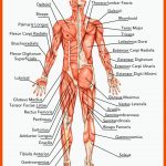 320 Unser KÃ¶rper-ideen In 2022 Anatomie Und Physiologie ... Fuer Muskulatur Mensch Arbeitsblatt