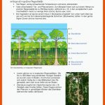 33 Rainforest-ideen RegenwÃ¤lder, thema Regenwald, Abholzung Fuer Stockwerkbau Regenwald Arbeitsblatt