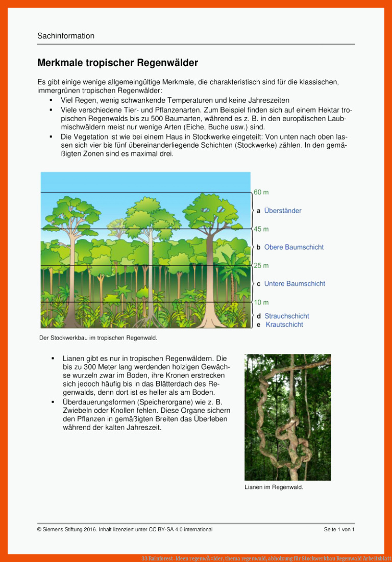 33 Rainforest-Ideen | regenwÃ¤lder, thema regenwald, abholzung für stockwerkbau regenwald arbeitsblatt