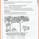 33 Schule Geographie-ideen Schule, Wald Grundschule, Stockwerke ... Fuer Funktionen Des Waldes Arbeitsblatt
