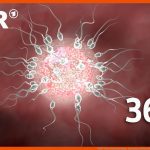 360Â° Video: Die Befruchtung - Spermium Trifft Eizelle Wdr Fuer Spermien Auf Dem Weg Zur Eizelle Arbeitsblatt