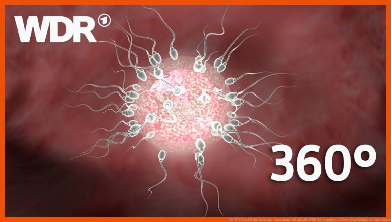 360Â° Video: Die Befruchtung - Spermium trifft Eizelle | WDR für spermien auf dem weg zur eizelle arbeitsblatt