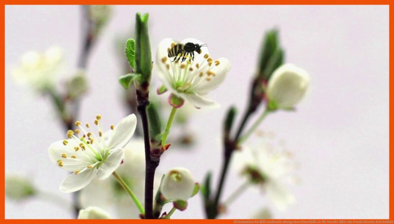 3D Animation der BlÃ¼tenbestÃ¤ubung einer KirschblÃ¼te für von der blüte zur frucht kirsche arbeitsblatt