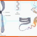 4. Biologie - PflegepÃ¤dagogik - Georg Thieme Verlag Fuer Aufbau Eines Chromosoms Arbeitsblatt Lösungen