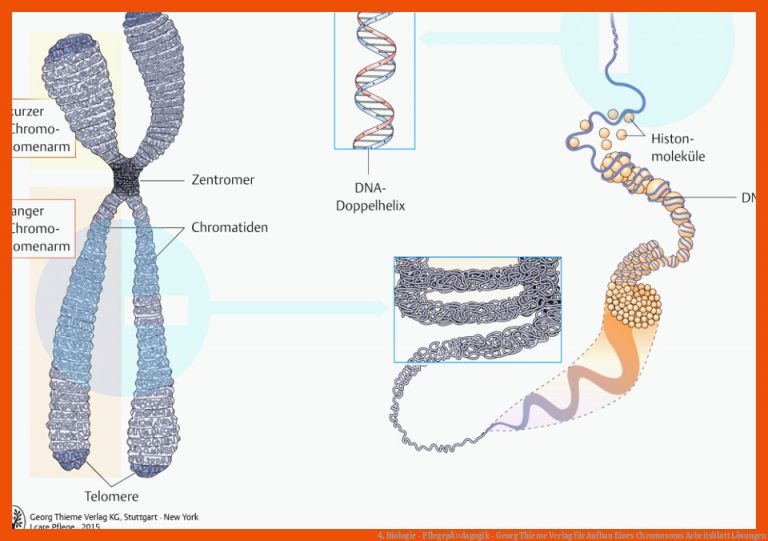 4. Biologie - PflegepÃ¤dagogik - Georg Thieme Verlag für aufbau eines chromosoms arbeitsblatt lösungen