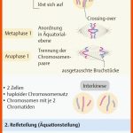 4. Biologie - PflegepÃ¤dagogik - Georg Thieme Verlag Fuer Mitose Arbeitsblatt Lösungen