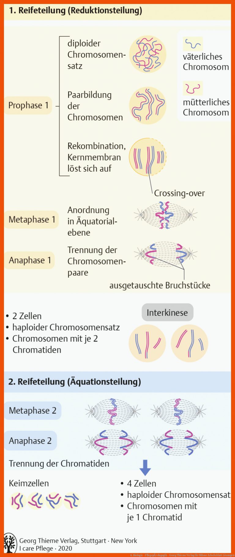 4. Biologie - PflegepÃ¤dagogik - Georg Thieme Verlag für mitose arbeitsblatt lösungen