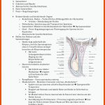 4-mÃ¤nnliche Geschlechtsorgane - MÃ¤nnliche Geschlechtsorgane Hoden ... Fuer Männliche Geschlechtsorgane Arbeitsblatt