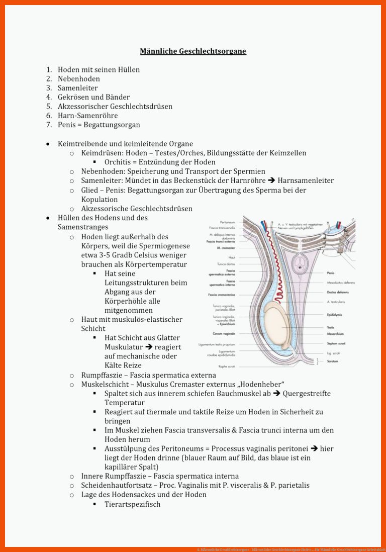4-MÃ¤nnliche Geschlechtsorgane - MÃ¤nnliche Geschlechtsorgane Hoden ... für männliche geschlechtsorgane arbeitsblatt