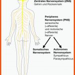 4. Neurobiologie - Biologie-unterricht Im Digitalen Zeitalter Fuer Das Nervensystem Des Menschen Arbeitsblatt